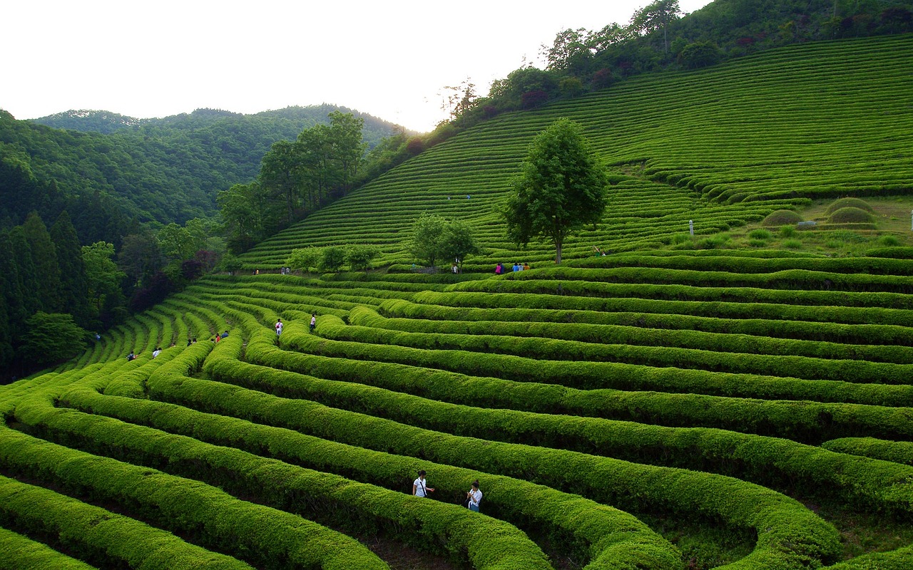 Munnar Tour