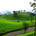 Peermade hill station surrounded by lush green plantations and misty mountains in Kerala