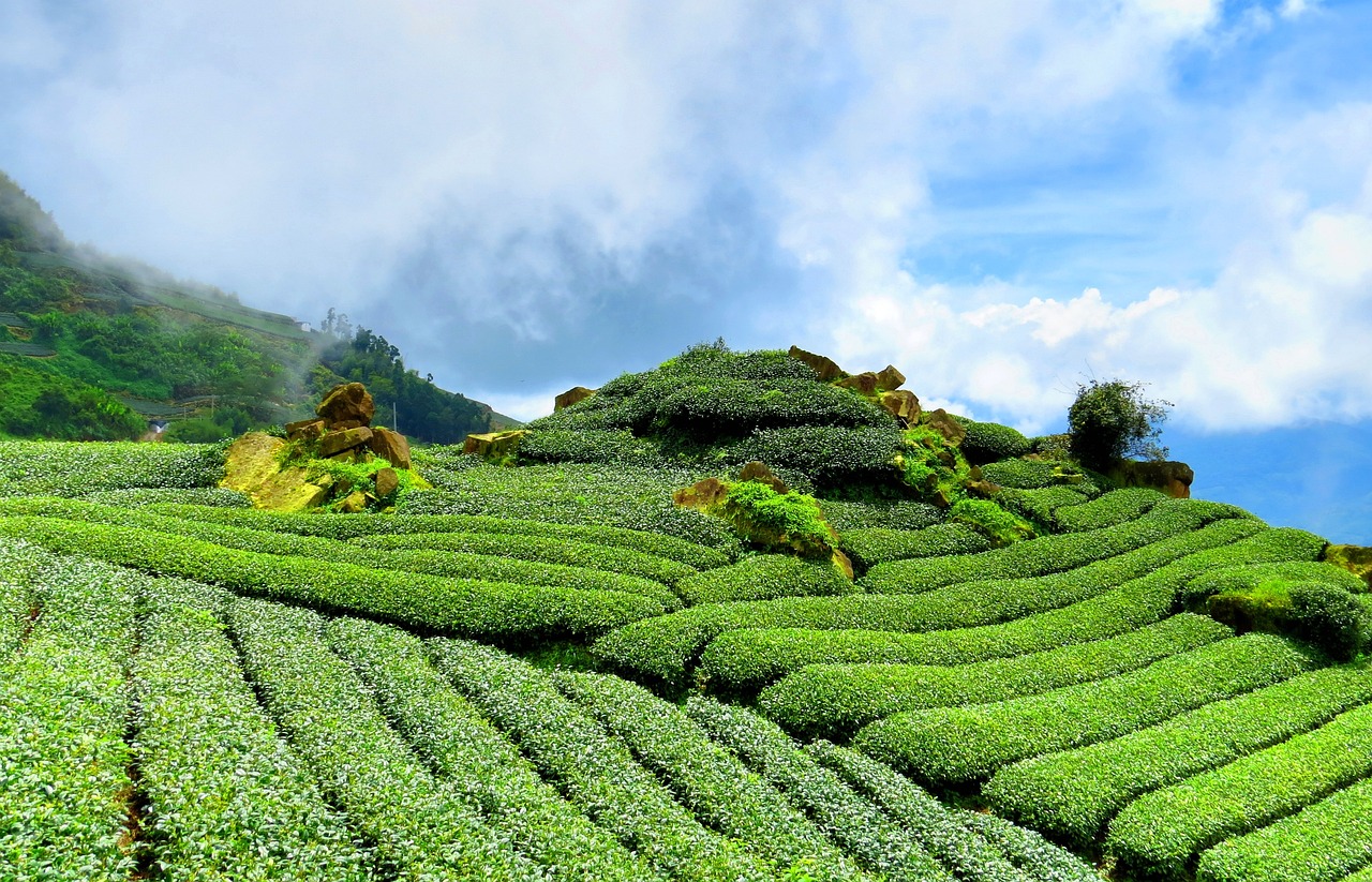 Munnar Tour Pacakge